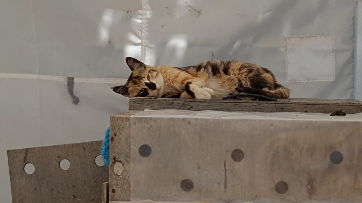 A rescued cat at Tala Monastery Cat Park in Cyprus.