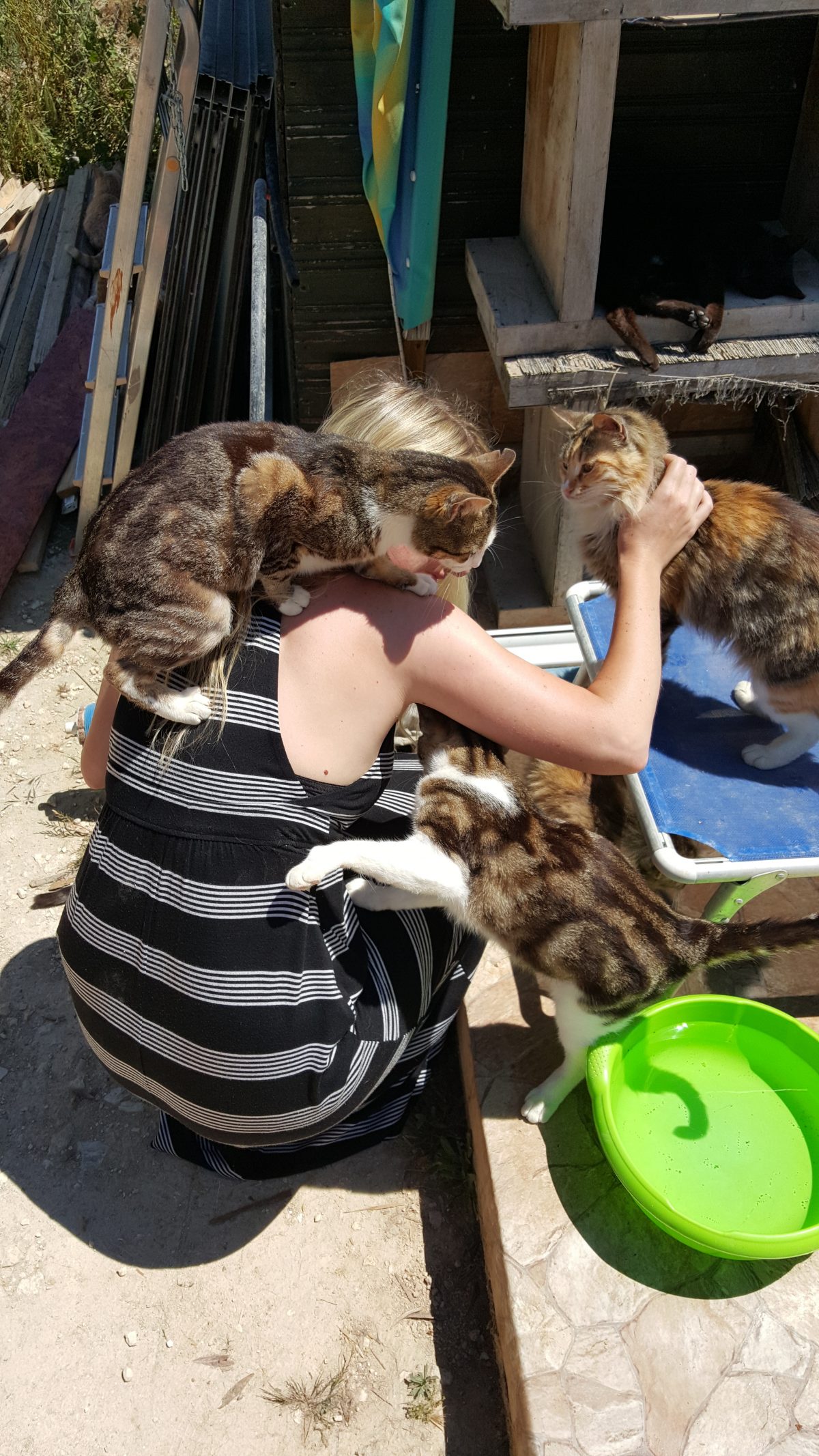 Feline infestation what’s up with all the cats in Cyprus