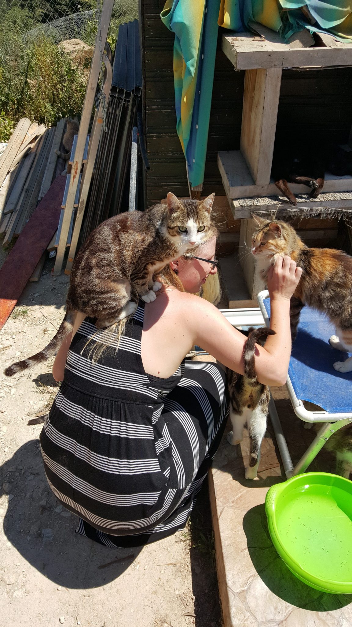 Cats at the tala Monastery Cat Park in Cyprus.