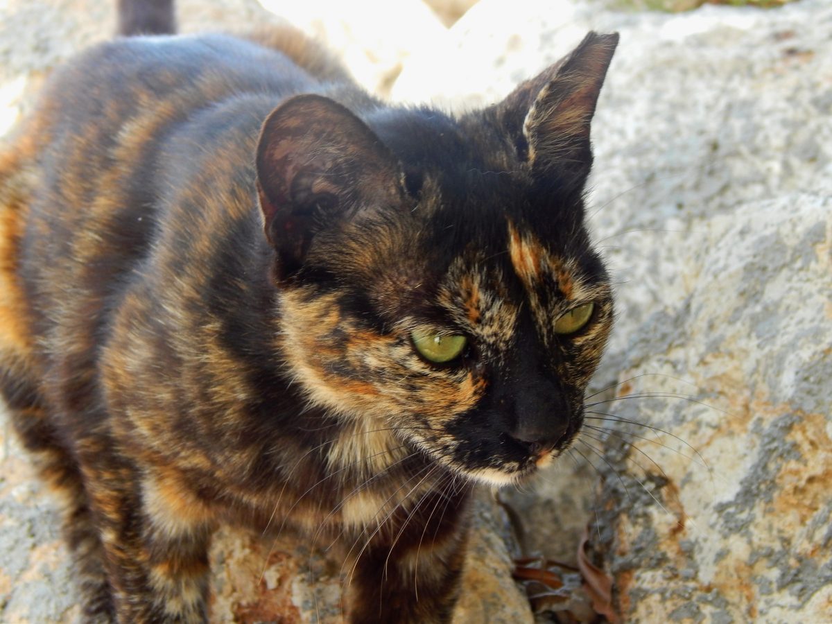 A feral cat in Cyprus.