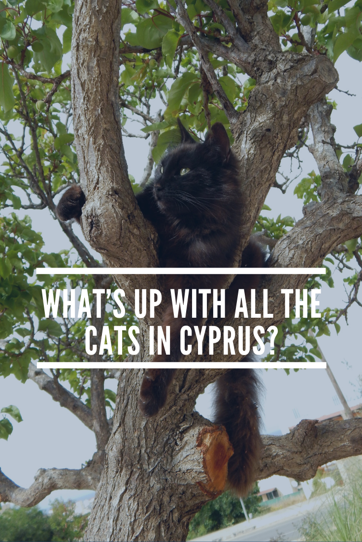 Cats in Cyprus pin.