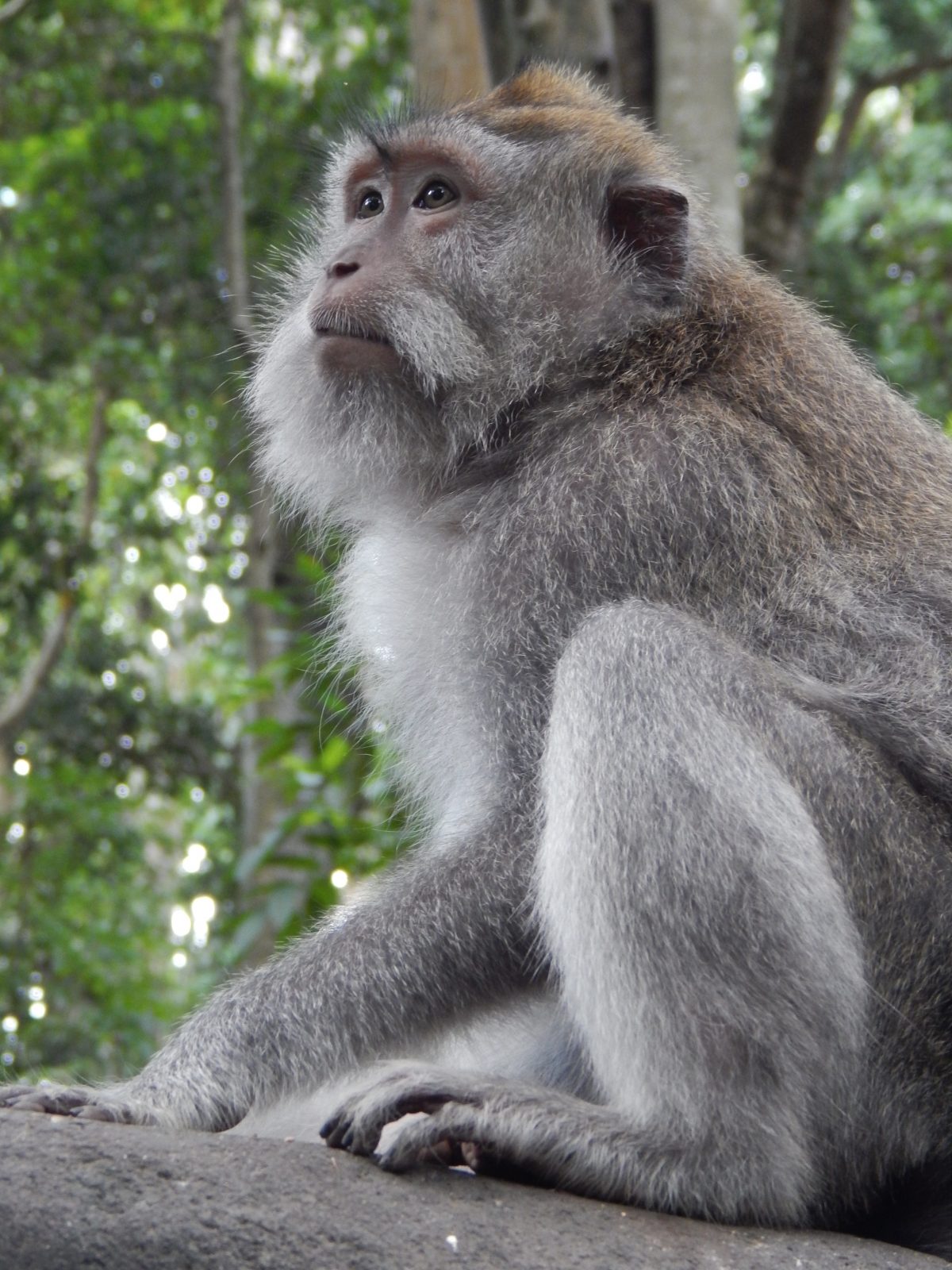 Postcards from Abroad: The Animals of Indonesia - Sightseeing Scientist