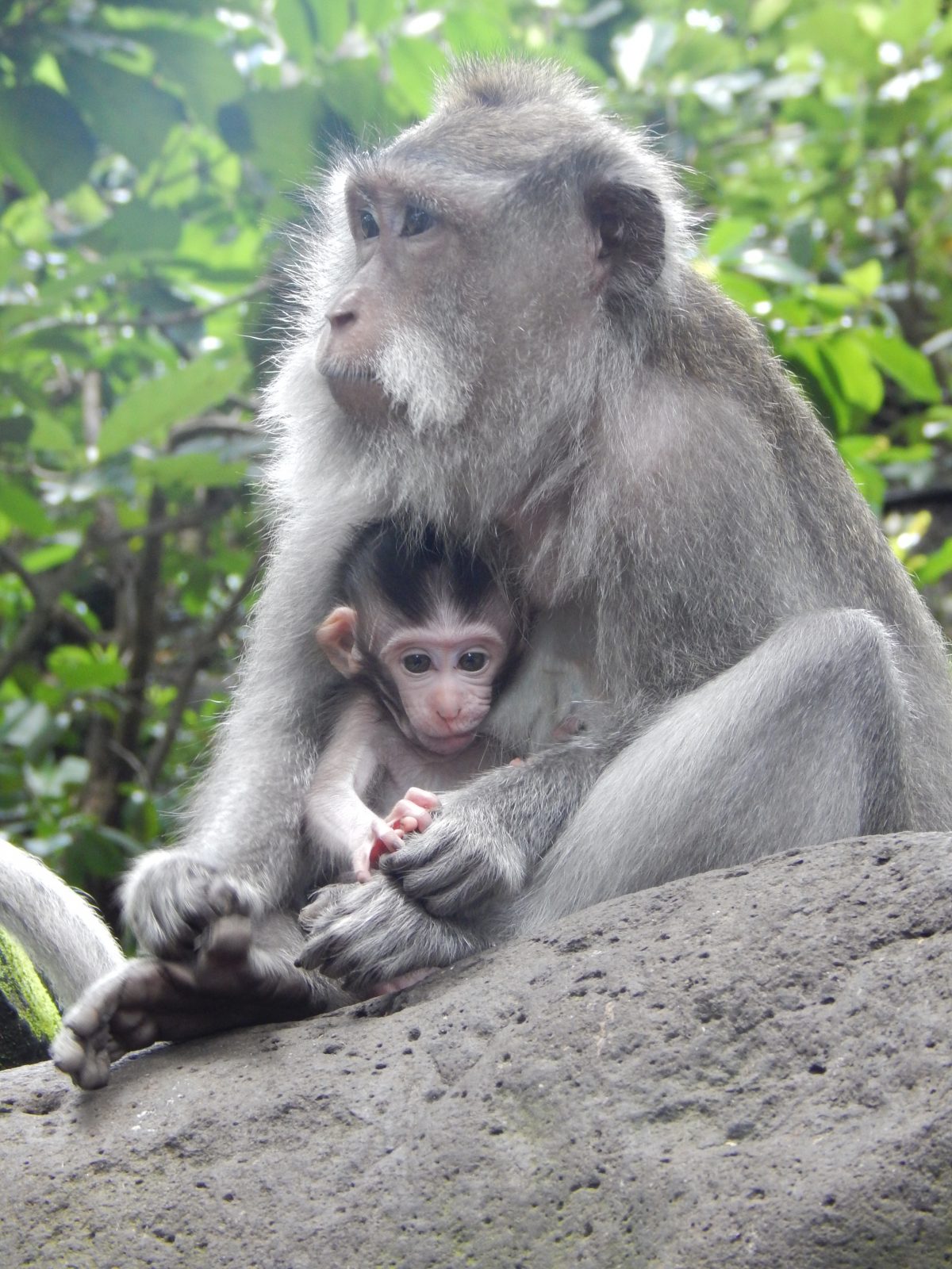 Postcards from Abroad: The Animals of Indonesia ...