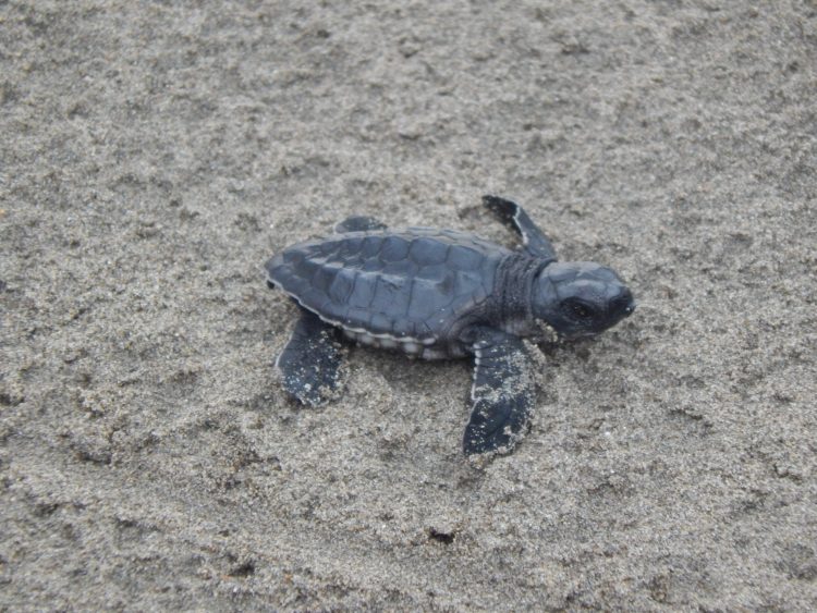 Releasing turtle hatchlings in Bali - Sightseeing Scientist