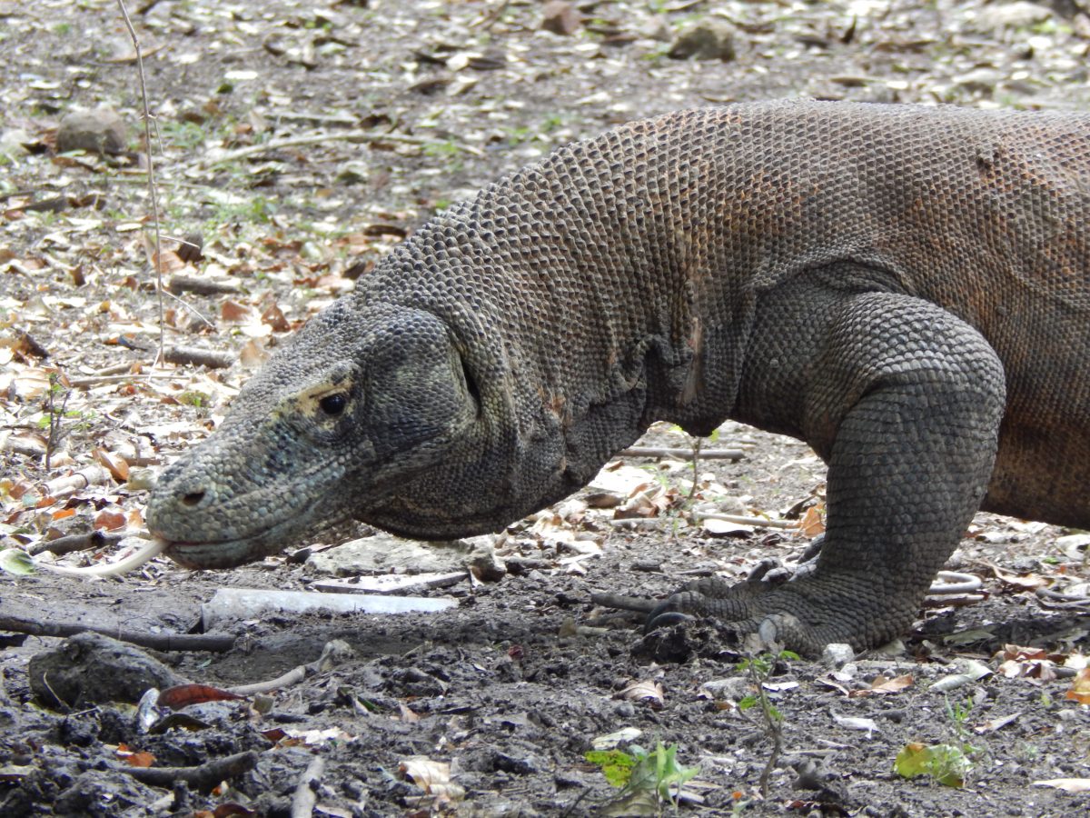 Meet The World S Largest Lizard The Komodo Dragon Sightseeing Scientist   DSCN9275 1200x900 