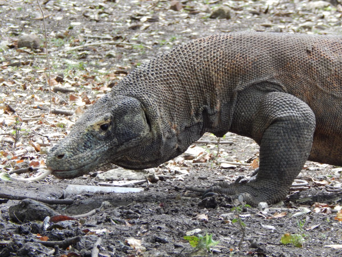 Meet The World s Largest Lizard The Komodo Dragon Sightseeing Scientist