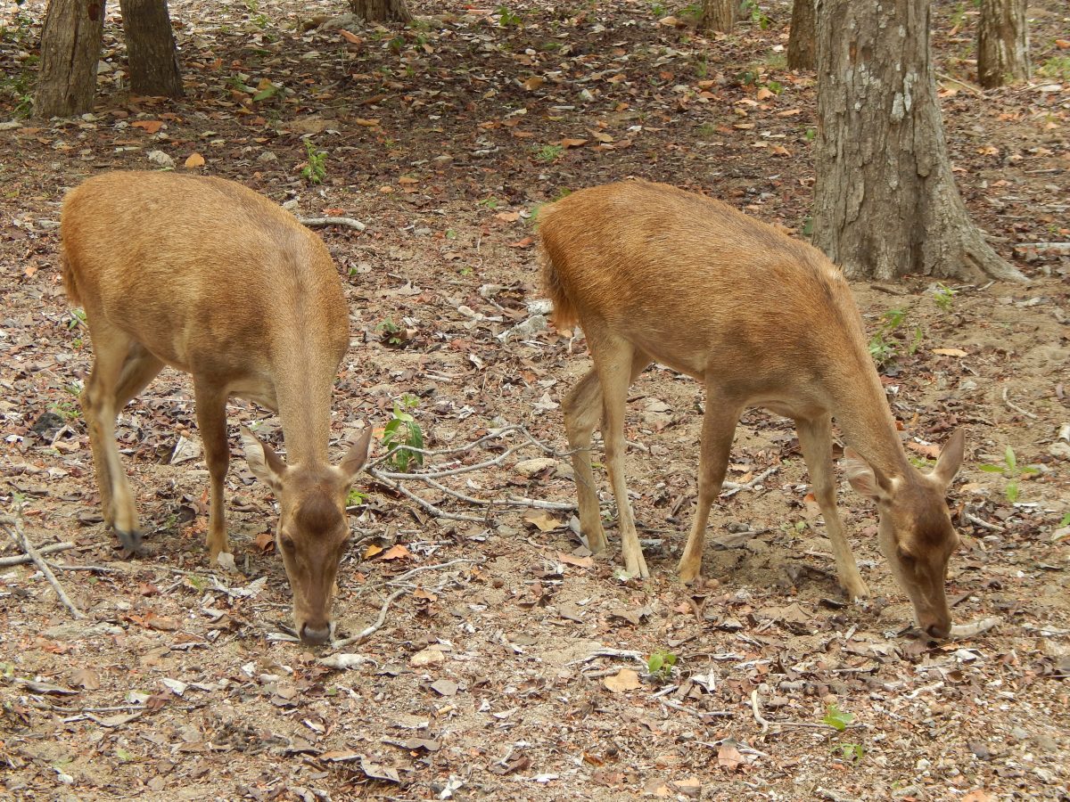 Postcards from Abroad: The Animals of Indonesia - Sightseeing Scientist