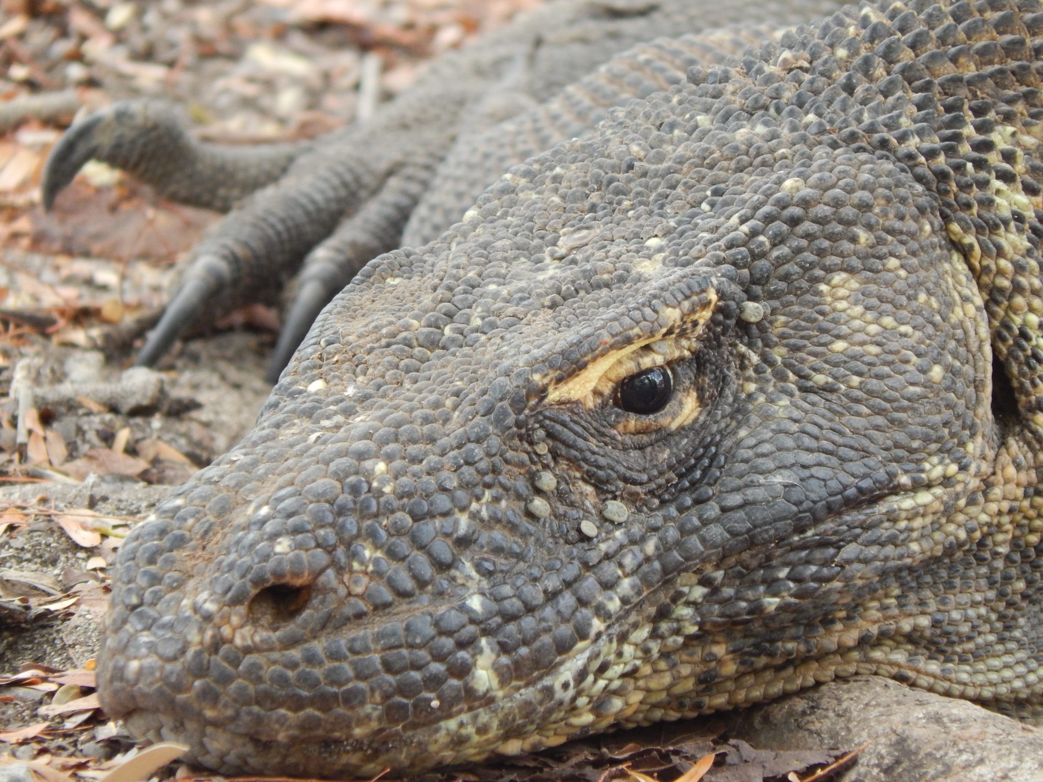 Meet The World s Largest Lizard The Komodo Dragon Sightseeing Scientist