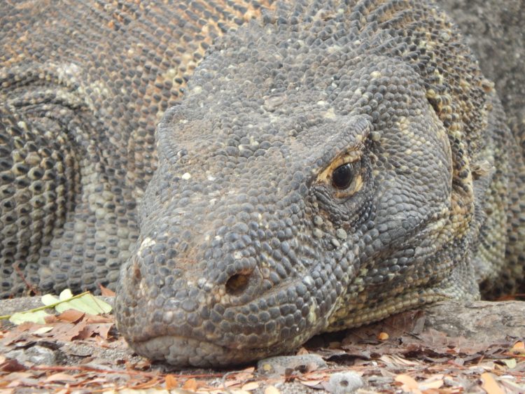 Meet the world’s largest lizard: The Komodo Dragon - Sightseeing Scientist