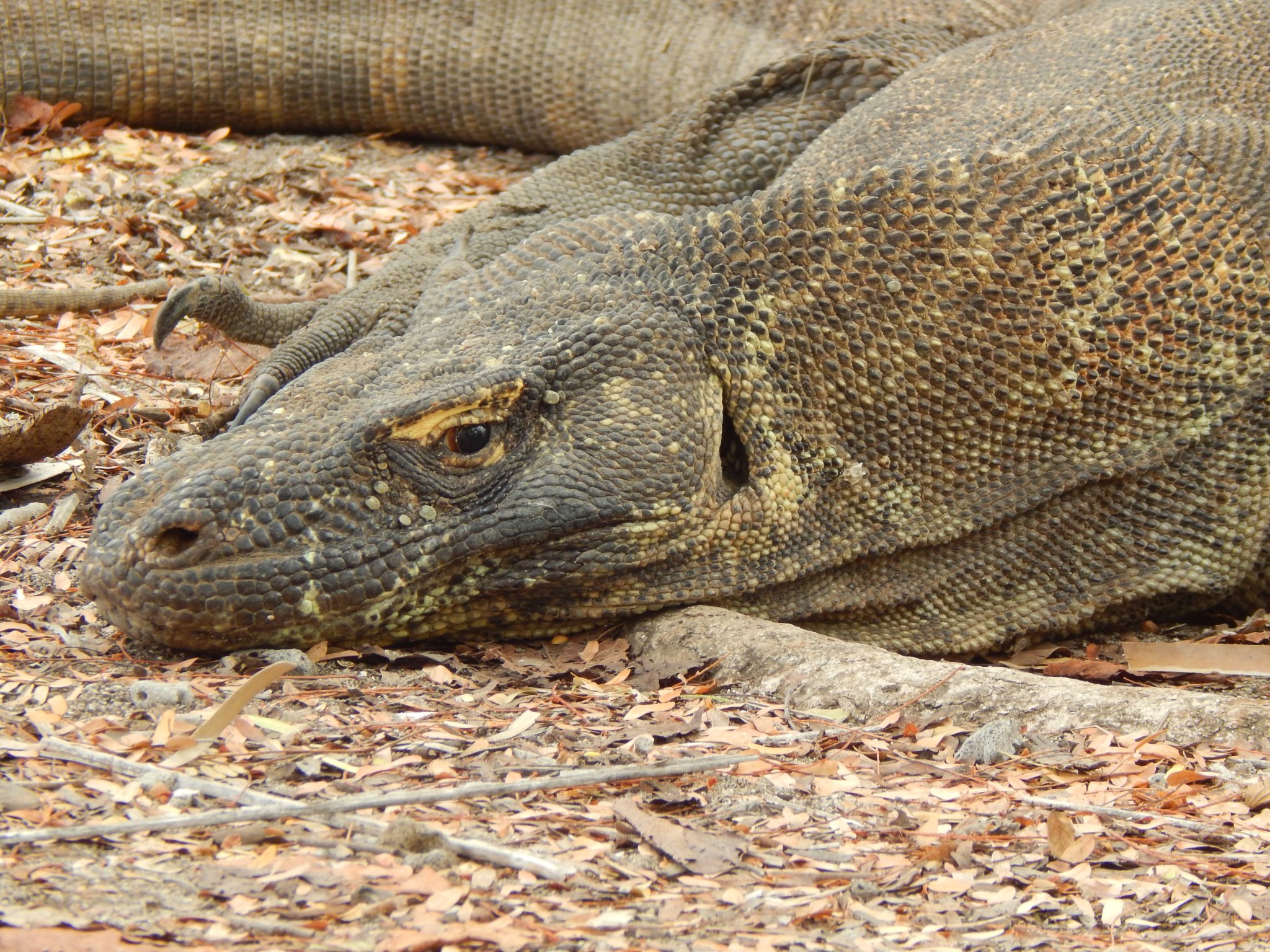 Meet The World s Largest Lizard The Komodo Dragon Sightseeing Scientist