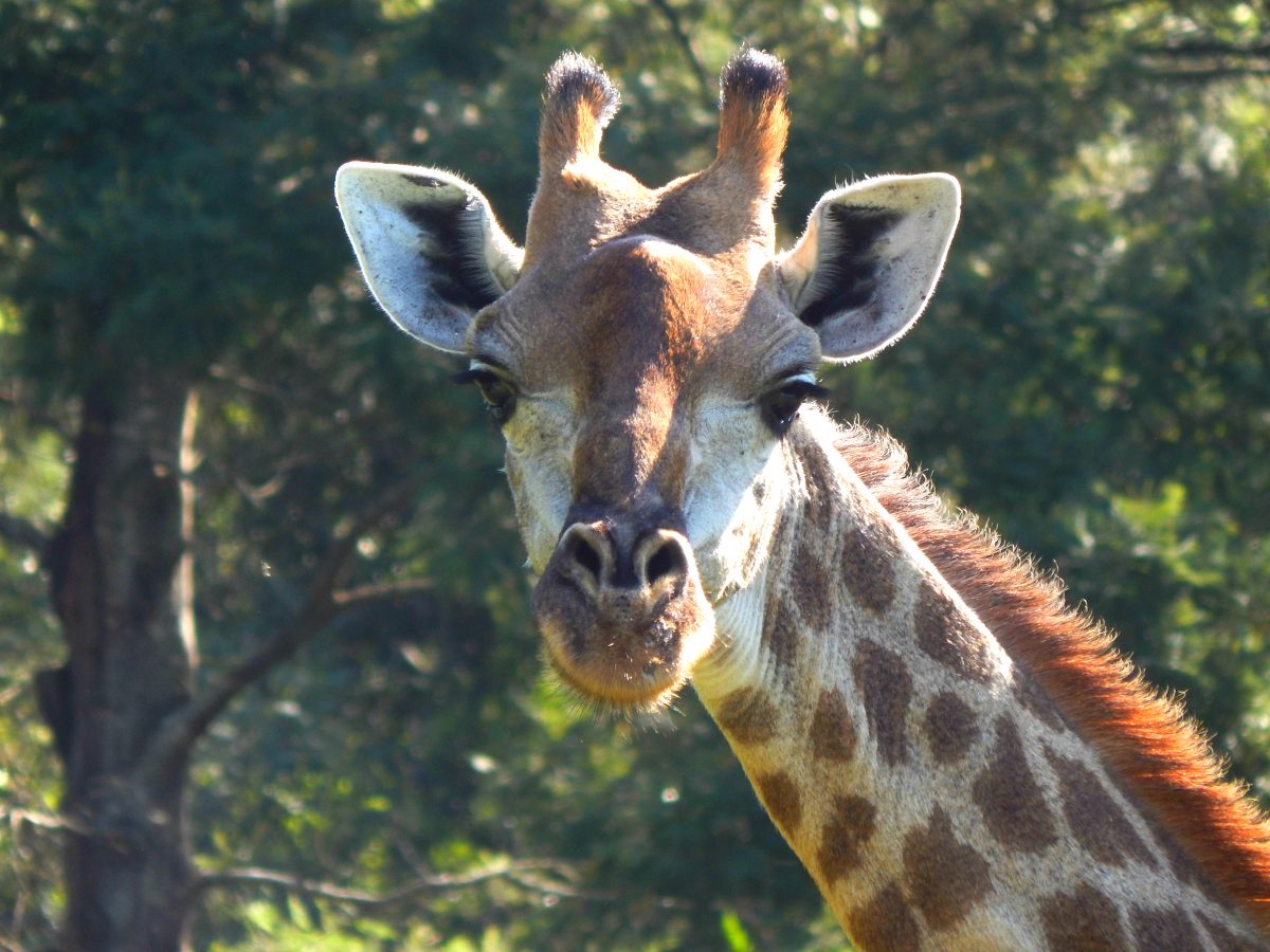 10 interesting facts about giraffes - Sightseeing Scientist