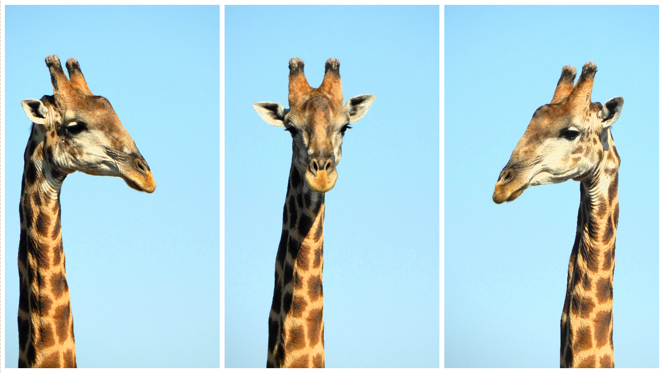 10 interesting facts about giraffes Sightseeing Scientist