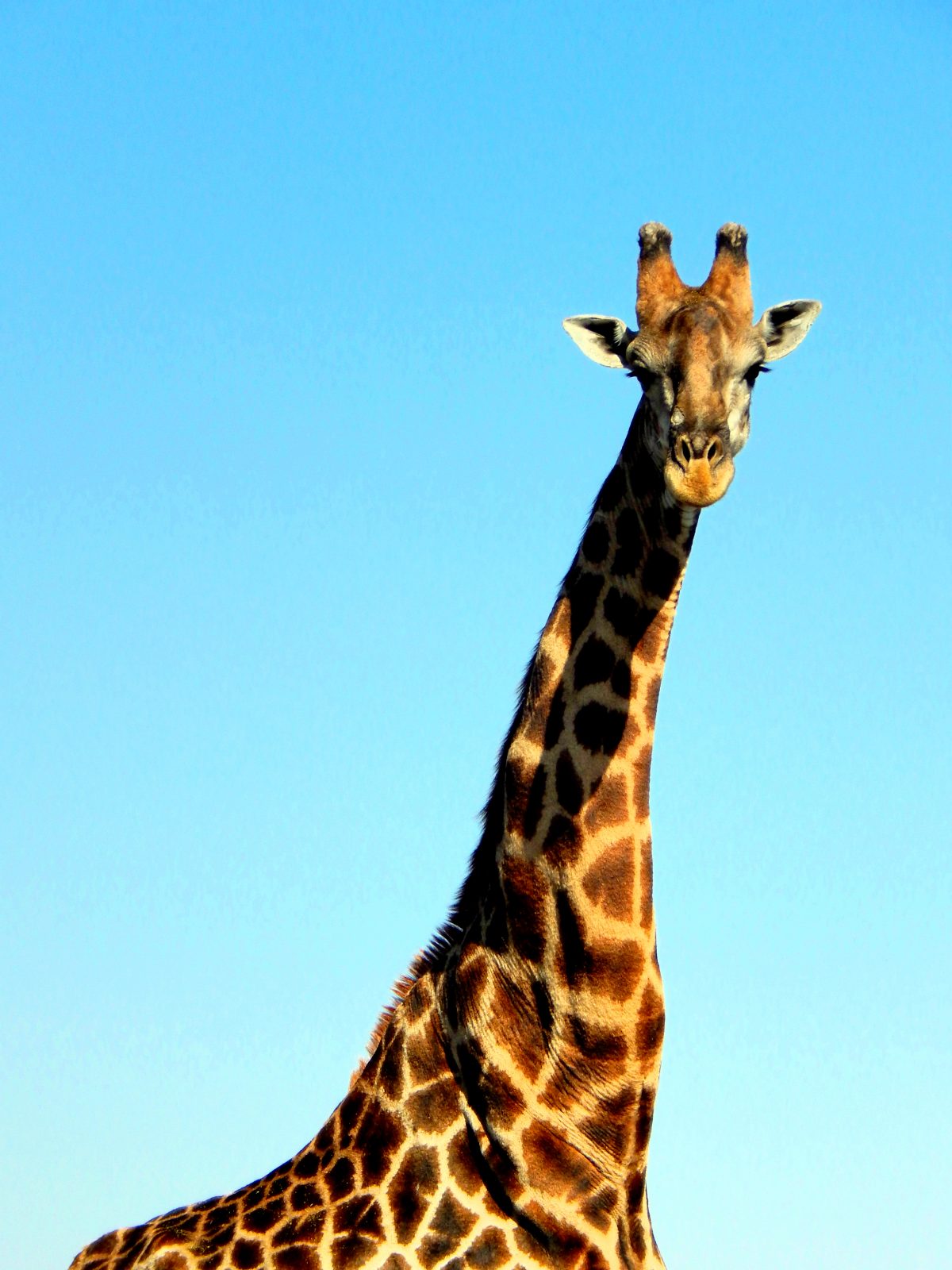 tallest giraffe ever recorded