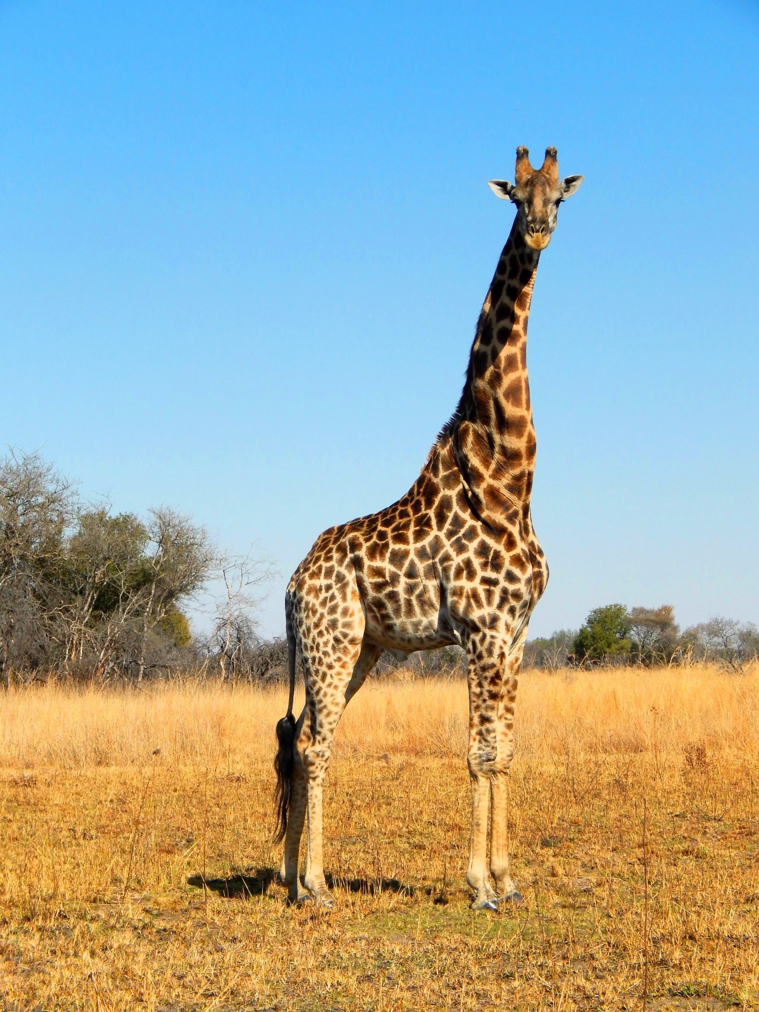 Жираф живет лет. Жираф. Жираф это млекопитающее. Среда обитания жирафа. Жираф картинка.