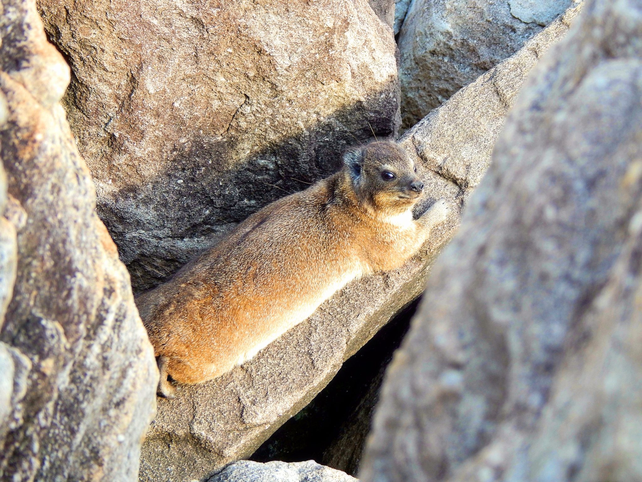 Meet the Dassie! - Sightseeing Scientist