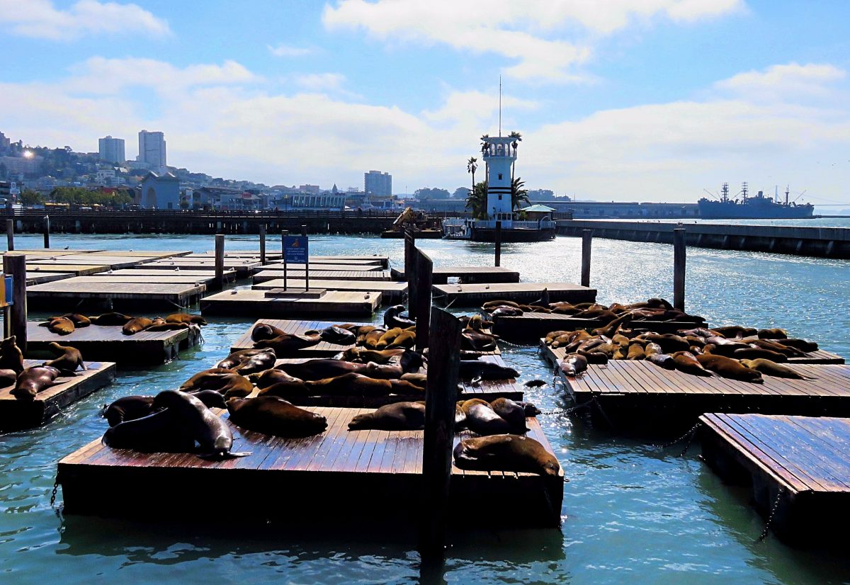 San Francisco's sea lions - Science Wanders