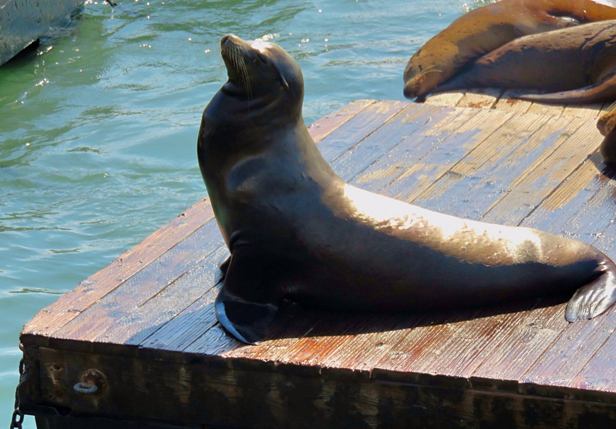 Today I realized I don't understand the anatomy of the Sea Lions logo. Can  someone explain? All I'm seeing is a Teddy Bear looking to the right : r/ SFGiants