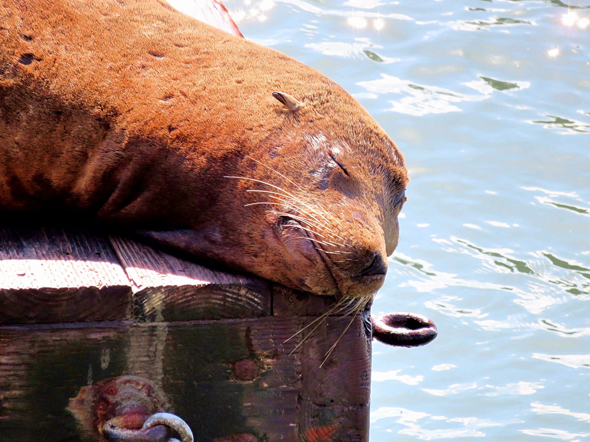 Everything You Need to Know About San Francisco's Sea Lions