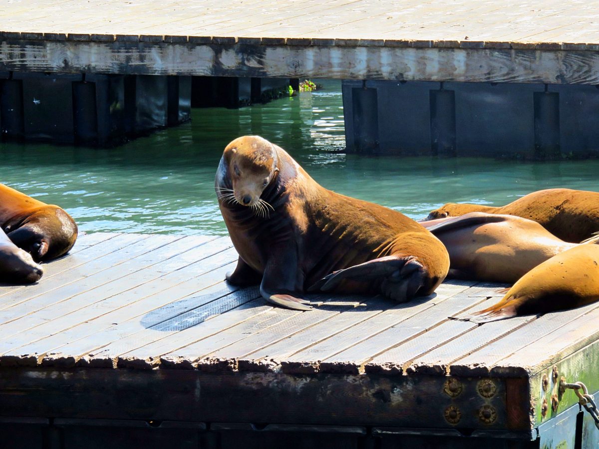 7 things you didn’t know about California sea lions Sightseeing Scientist