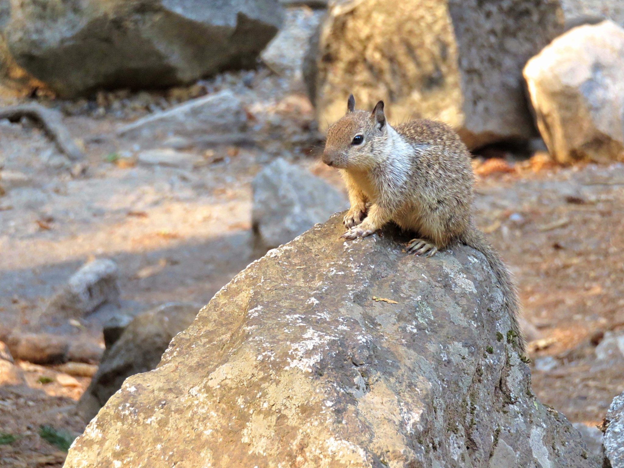 Getting to know California Ground Squirrels - Sightseeing Scientist