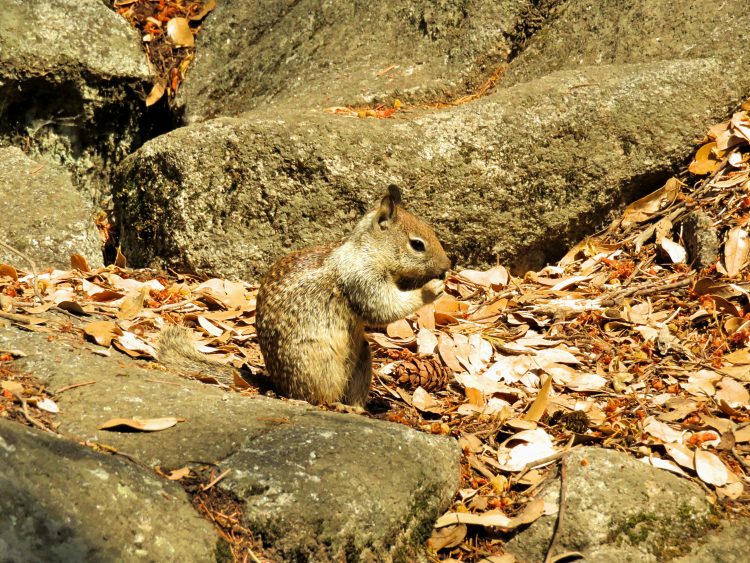 All the animals I saw in Yosemite National Park Sightseeing Scientist