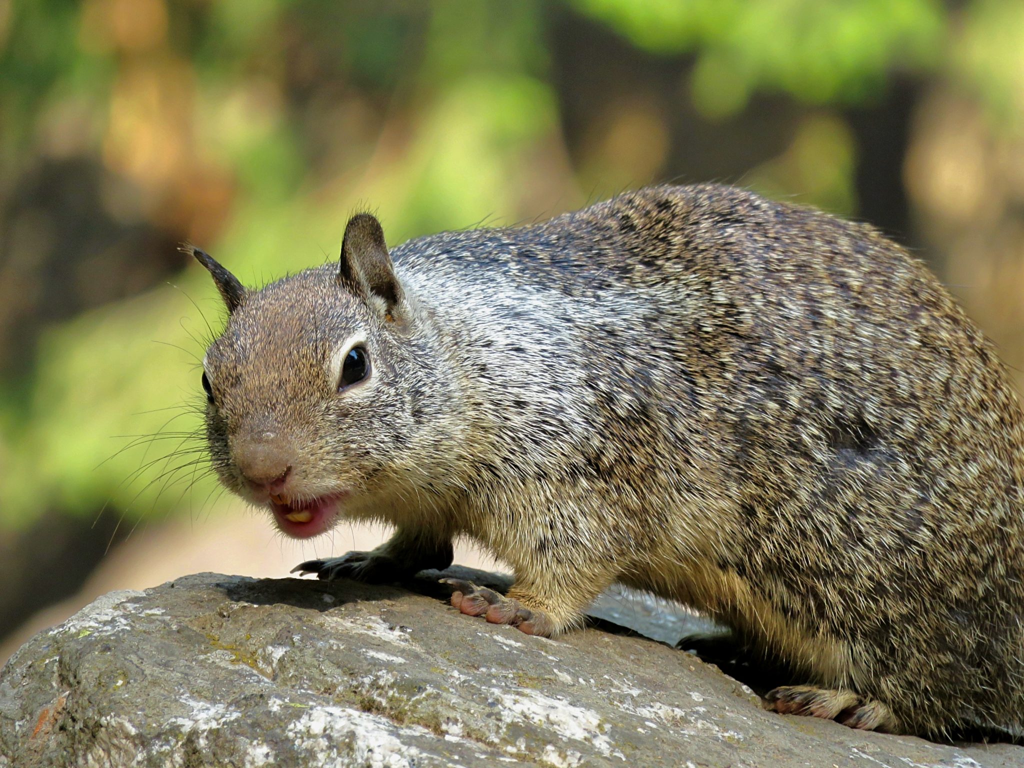 getting-to-know-california-ground-squirrels-sightseeing-scientist