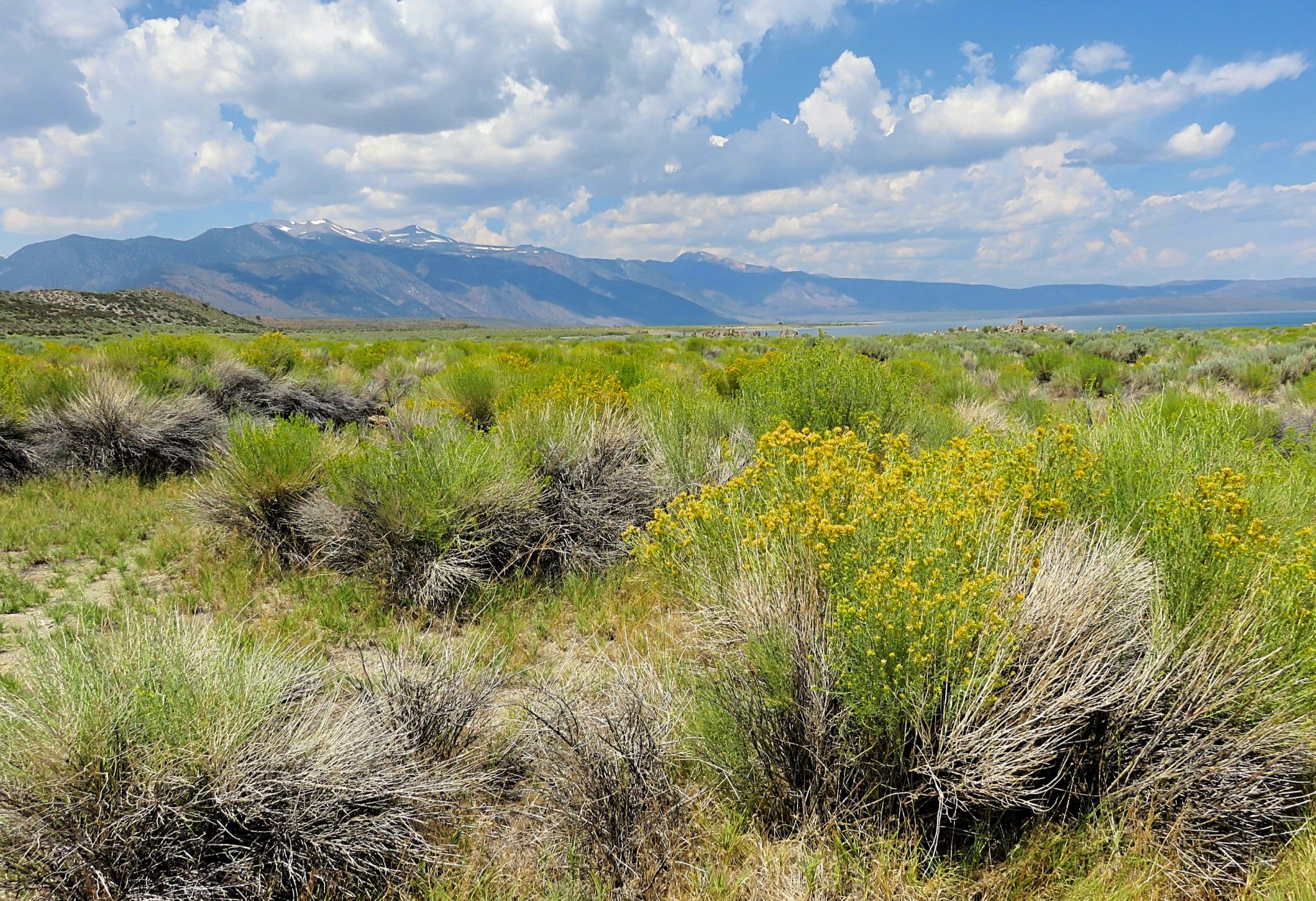 Swimming in Mono Lake, California Sightseeing Scientist