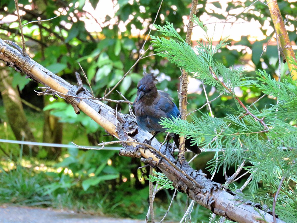 The strange physics of why blue jays look blue even though they aren't