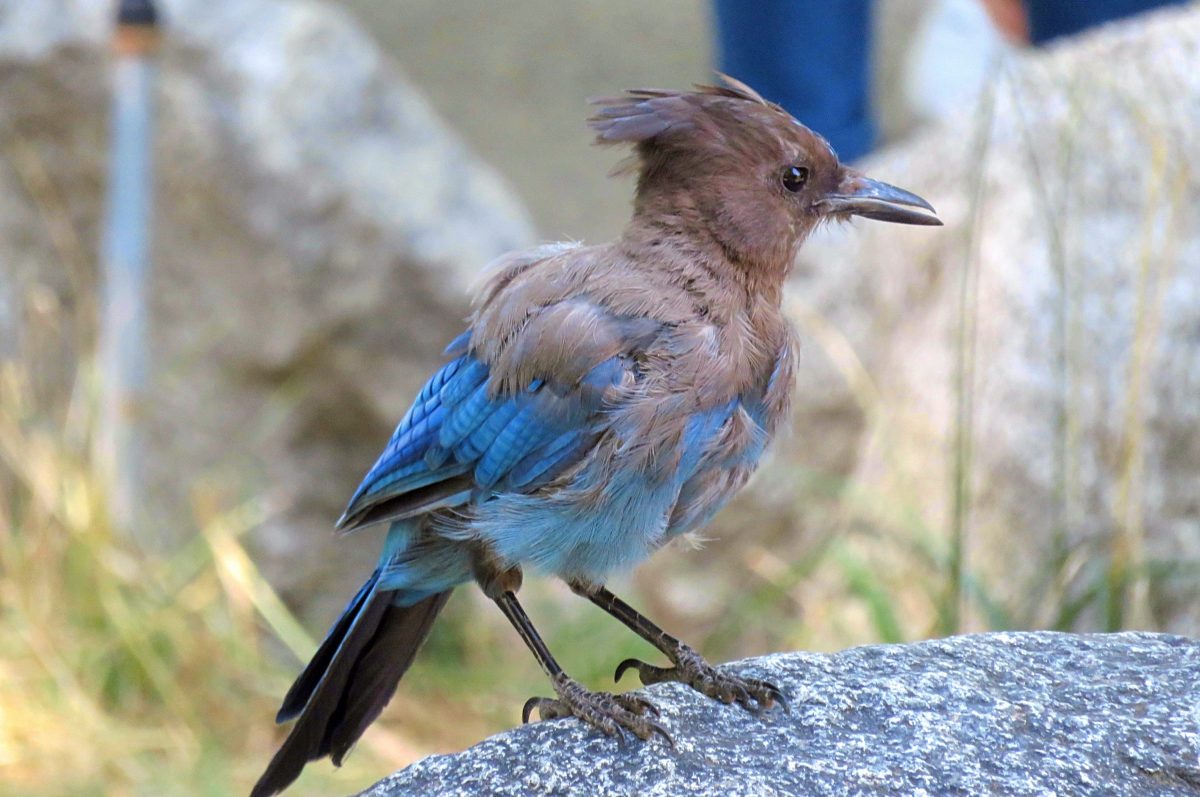 The strange physics of why blue jays look blue even though they aren't