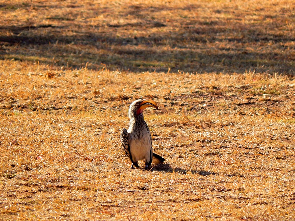 zazu meaning african