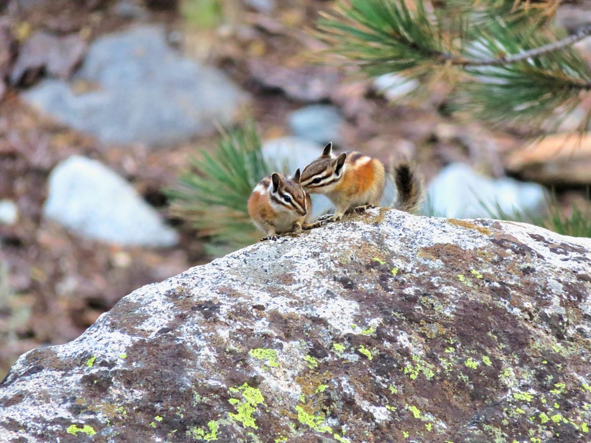 yosemite national park wildlife tours