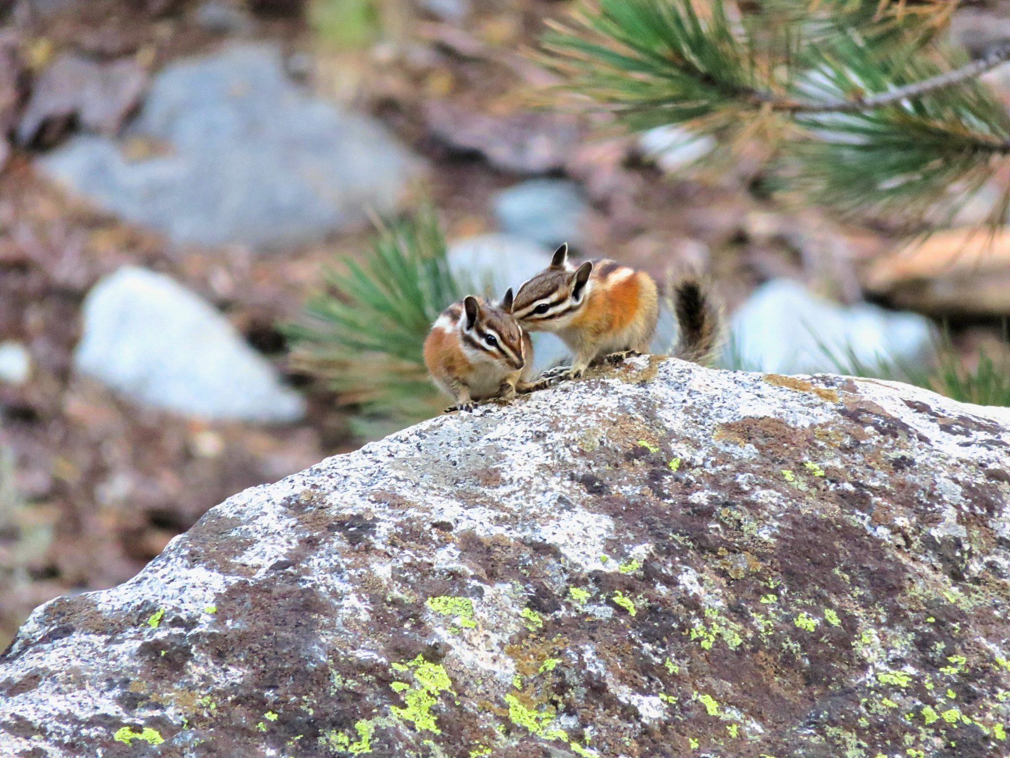 All the animals I saw in Yosemite National Park - Sightseeing Scientist