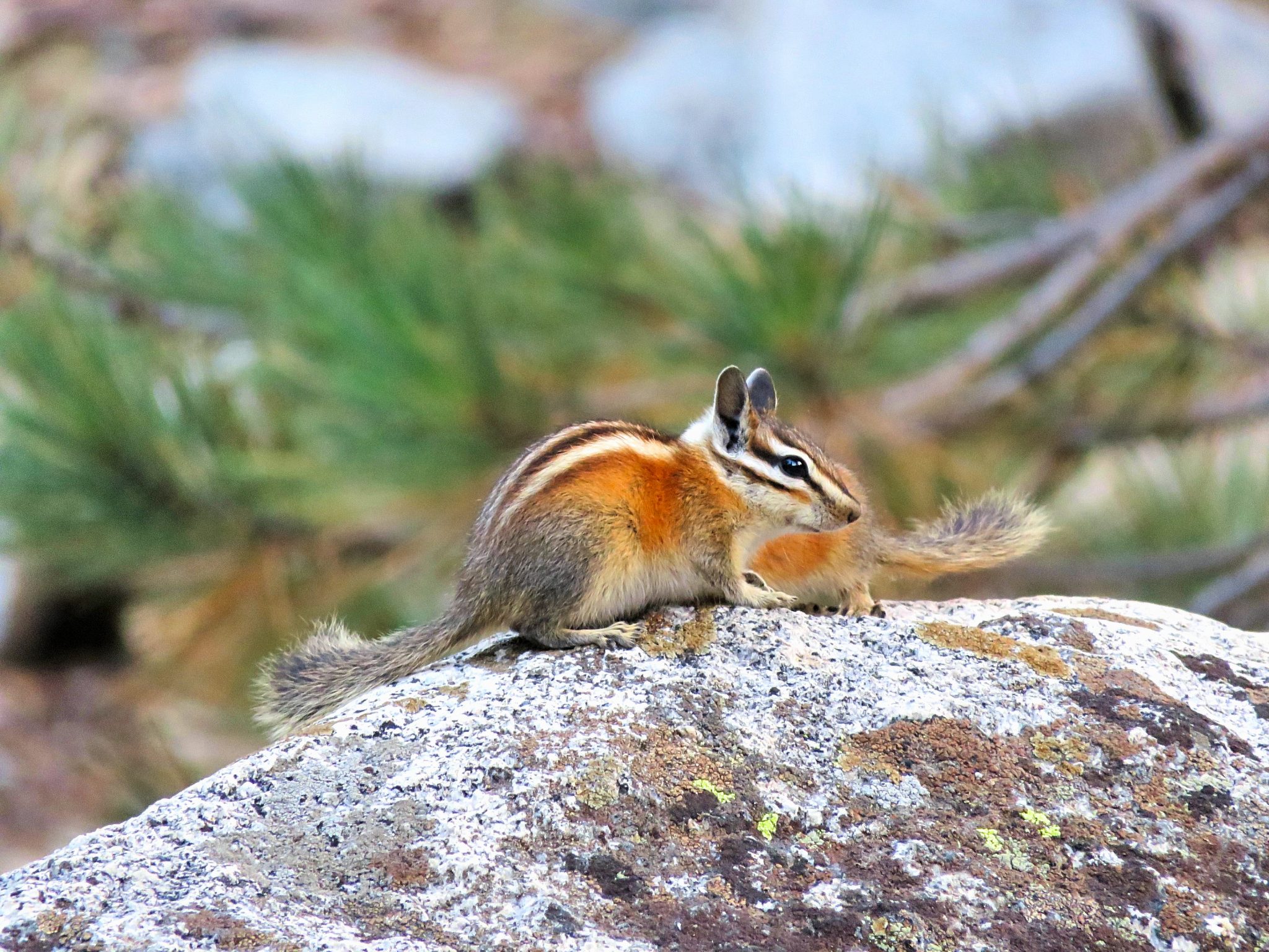 All the animals I saw in Yosemite National Park Sightseeing Scientist