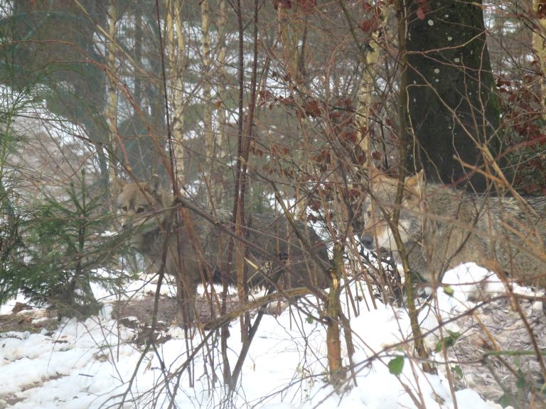 Visiting the Alternative Wolf and Bear Park in the Black Forest Sightseeing Scientist Visiting the Alternative Wolf and Bear Park in the Black Forest Sightseeing Scientist