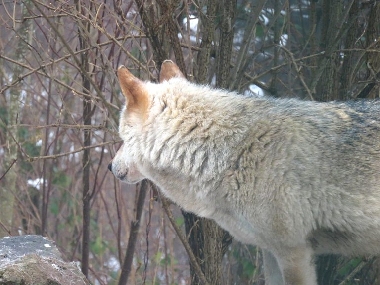 Visiting the Alternative Wolf and Bear Park in the Black Forest Sightseeing Scientist Visiting the Alternative Wolf and Bear Park in the Black Forest Sightseeing Scientist