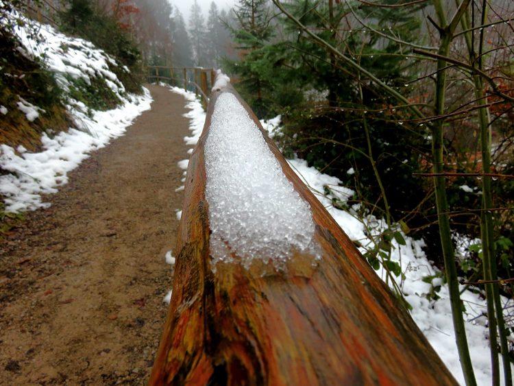 Visiting the Alternative Wolf and Bear Park in the Black Forest Sightseeing Scientist Visiting the Alternative Wolf and Bear Park in the Black Forest Sightseeing Scientist