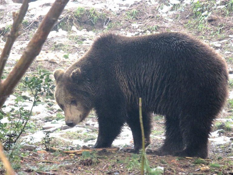 Visiting the Alternative Wolf and Bear Park in the Black Forest Sightseeing Scientist Visiting the Alternative Wolf and Bear Park in the Black Forest Sightseeing Scientist