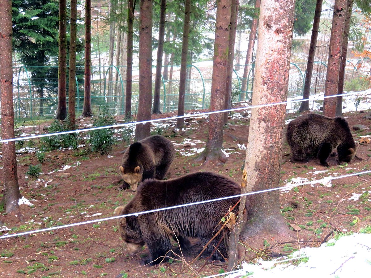 Visiting the Alternative Wolf and Bear Park in the Black Forest -  Sightseeing Scientist