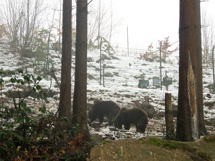 Visiting the Alternative Wolf and Bear Park in the Black Forest Sightseeing Scientist Visiting the Alternative Wolf and Bear Park in the Black Forest Sightseeing Scientist