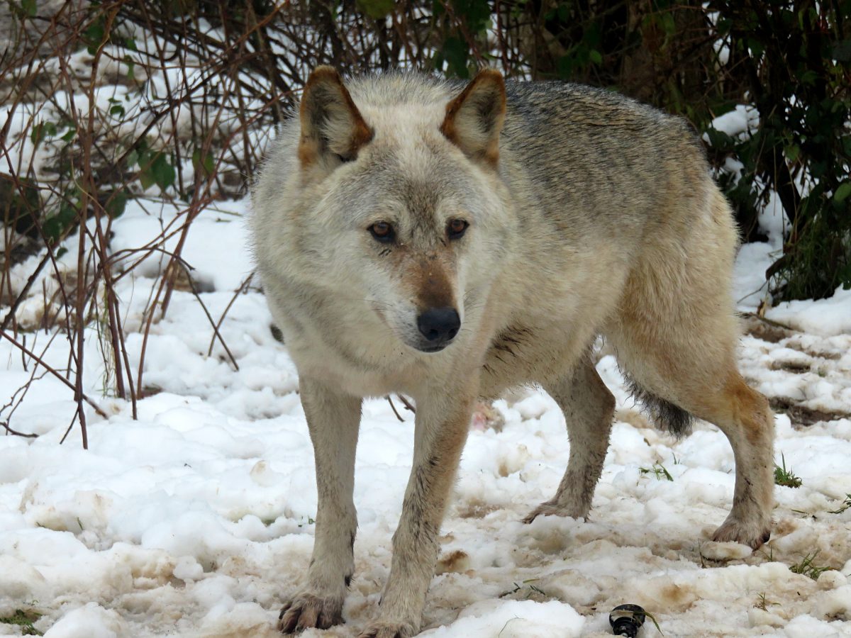 Visiting the Alternative Wolf and Bear Park in the Black Forest ...