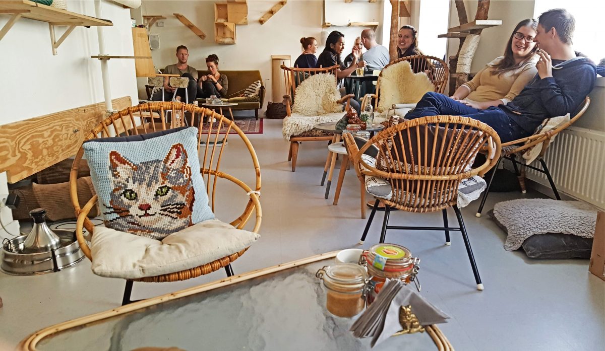 januari Verpersoonlijking Verdraaiing Chilling at Kopjes cat café in Amsterdam - Sightseeing Scientist