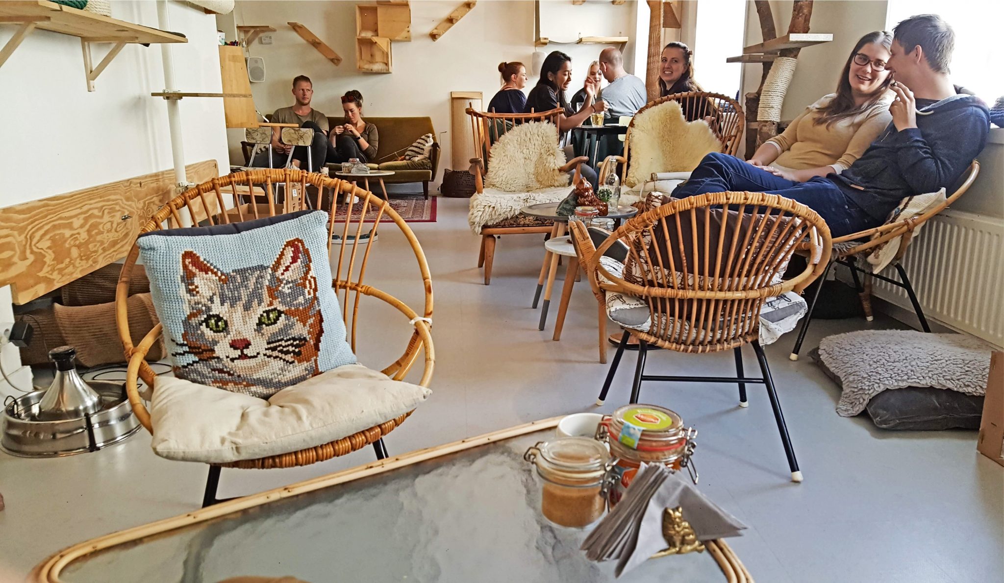 Chilling at Kopjes cat café in Amsterdam Sightseeing Scientist