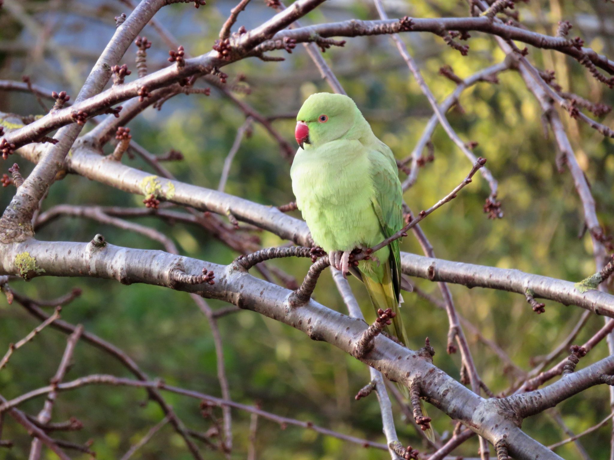 Rose-Ringed Parakeet (Ring-Necked Parakeet)