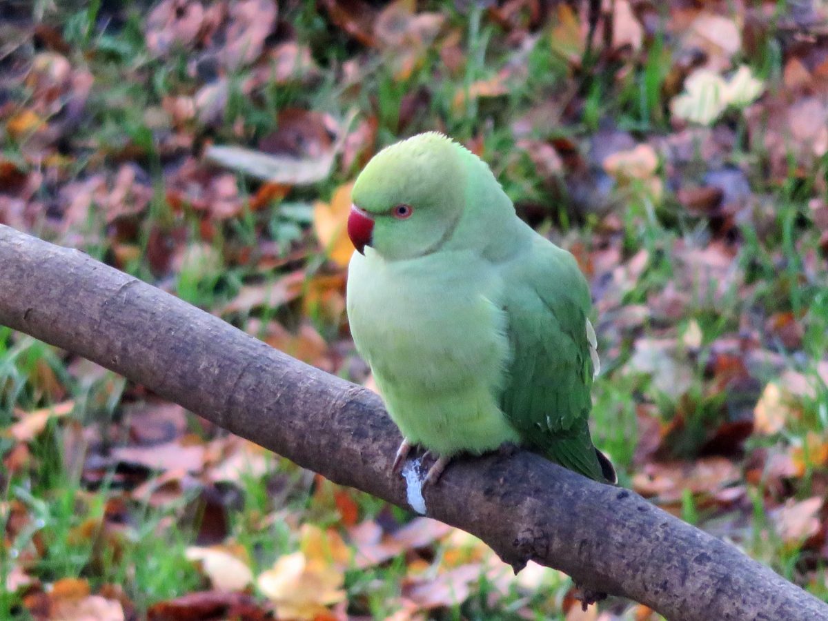 Population Biology of the Introduced Rose-ringed Parakeet ...