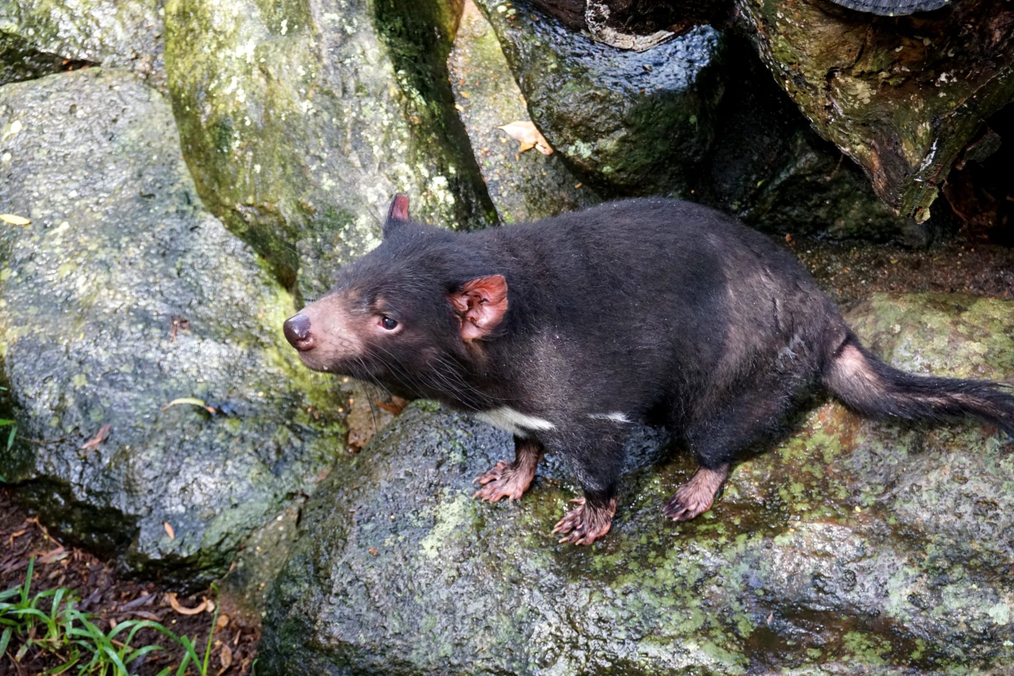 Tasmanian Devil standing on a rock.