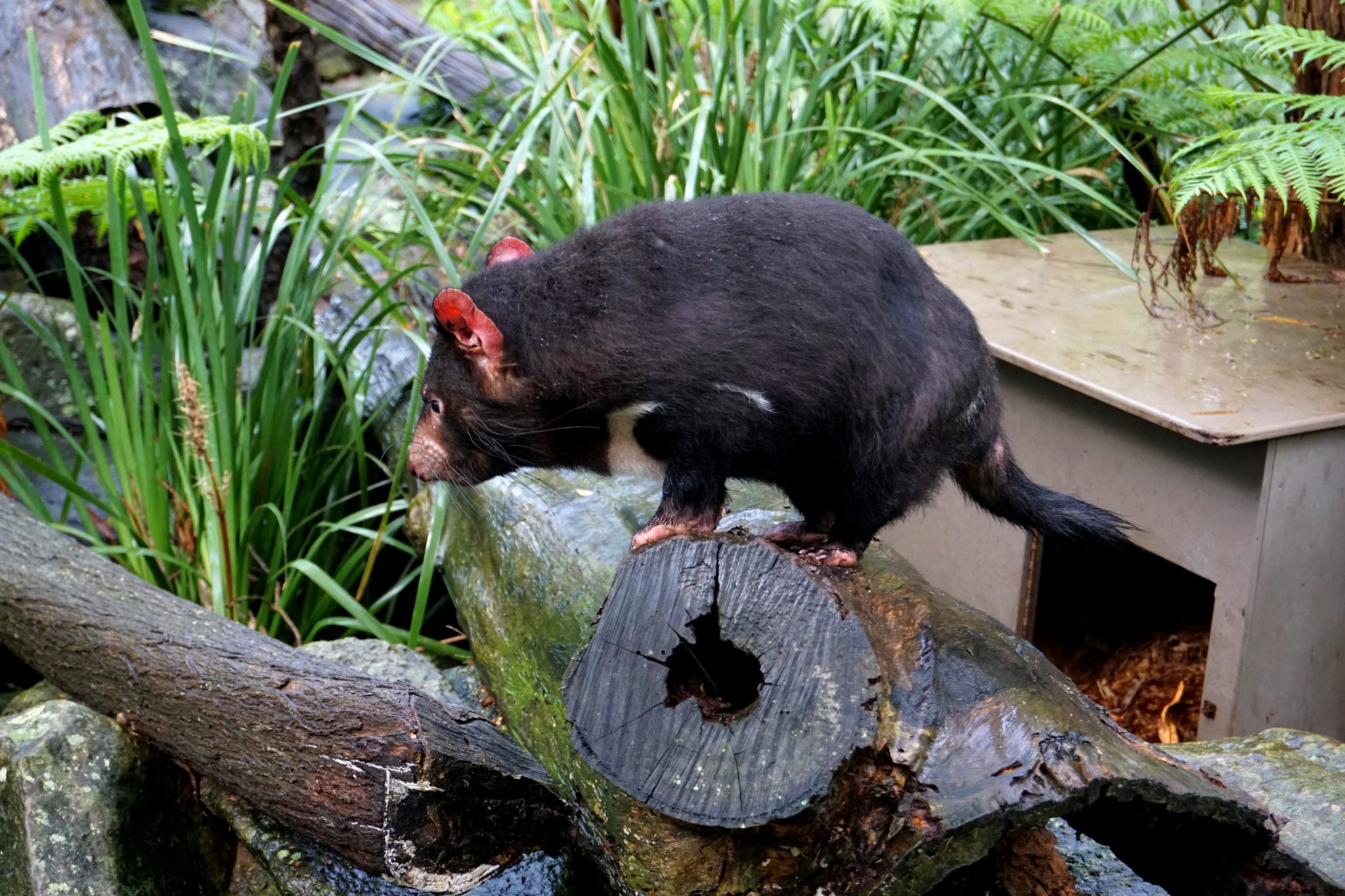 A Tasmanian Devil awkwardly standing on a tree stump.