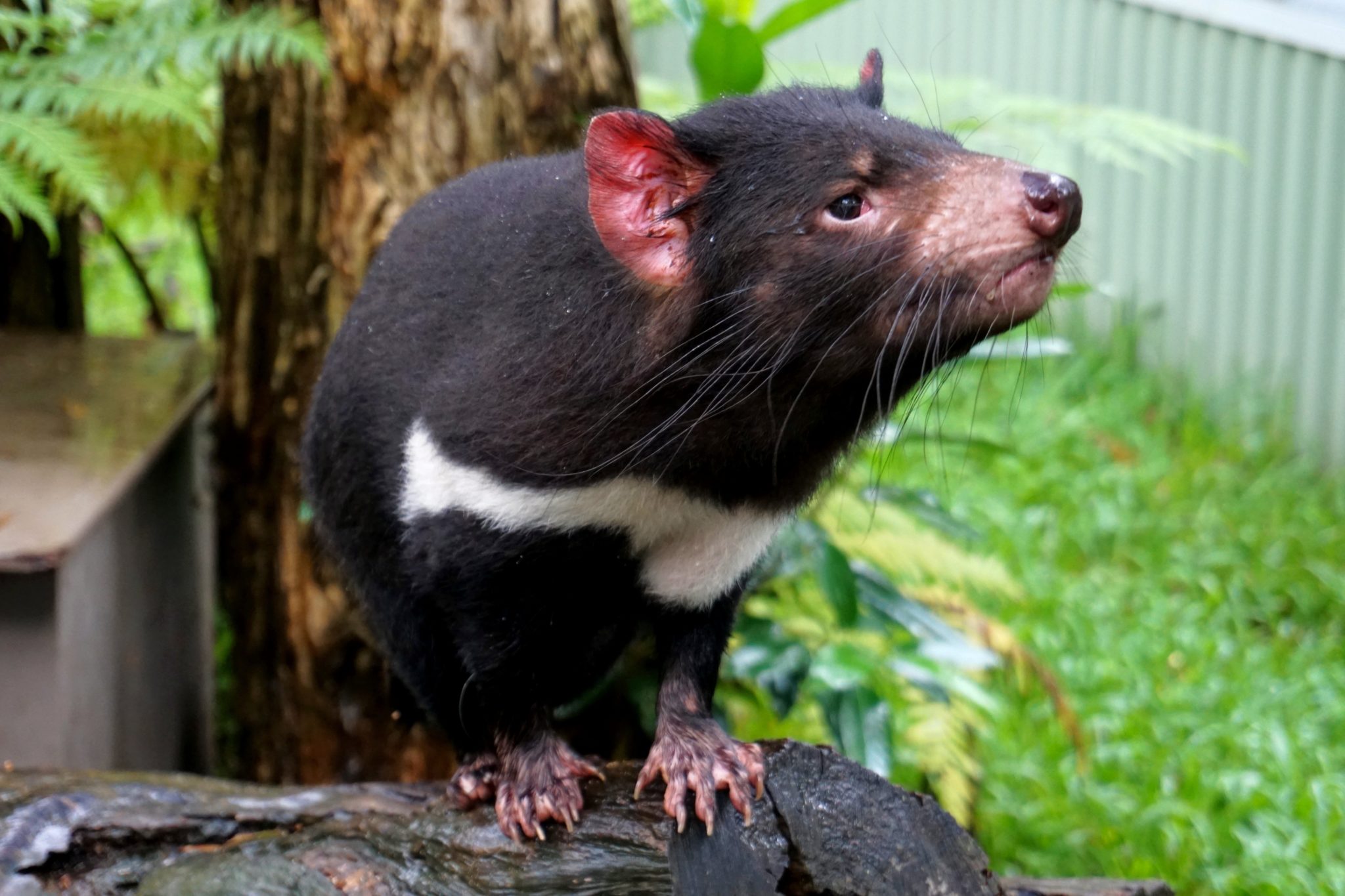 Tasmanian Devil Facts, Size, Bite, Diet and More