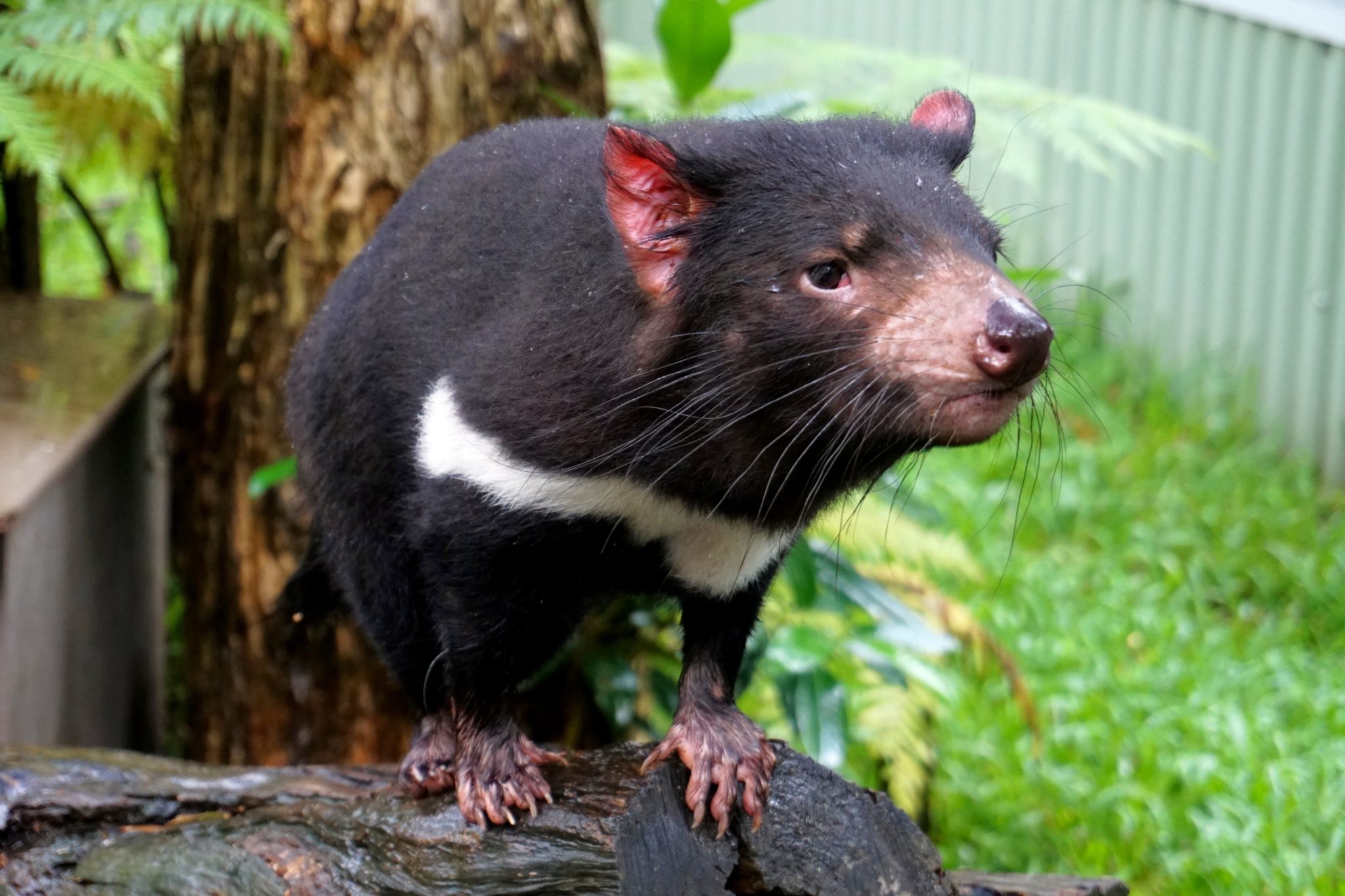 Tasmanian Devil