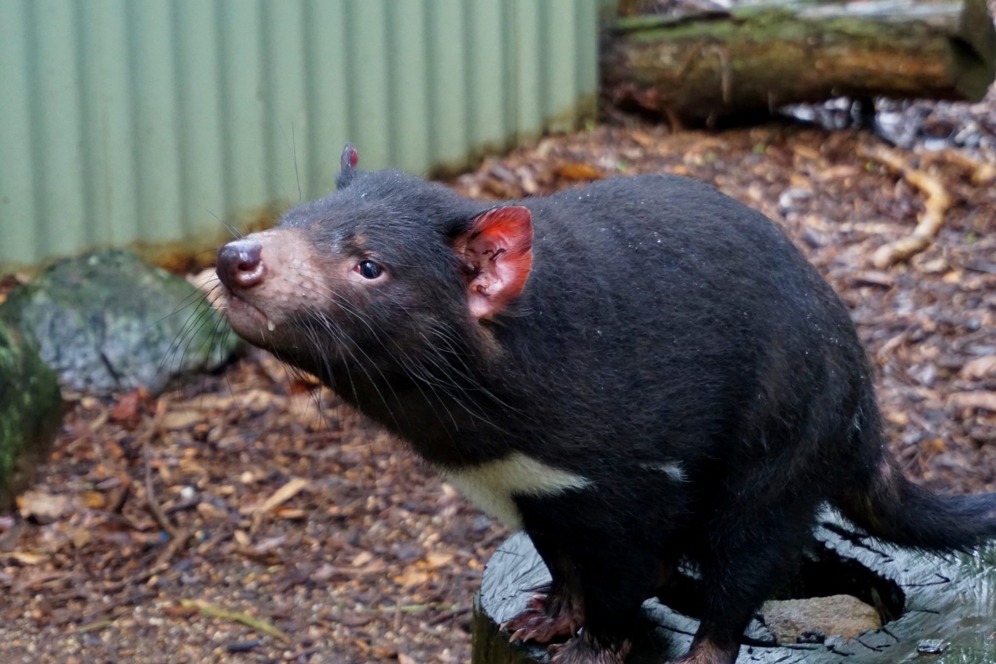 A Tasmanian Devil sniffing the air.