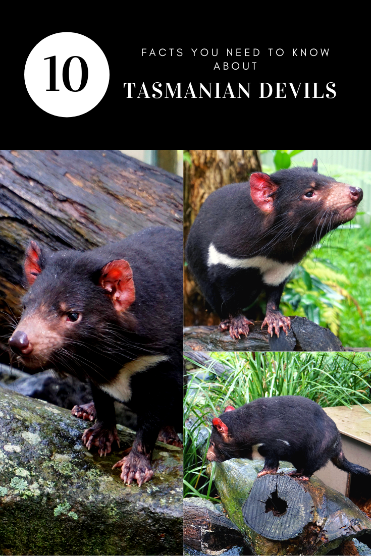 Tasmanian Devil pin